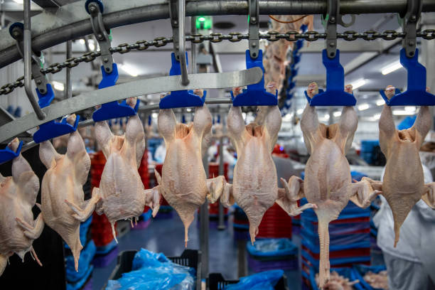 Chickens in slaughterhouse hanging on conveyor line stock photo