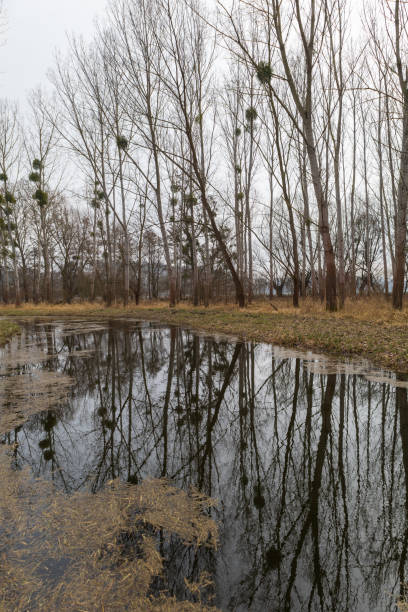 istock Floodplain forest. Trees growing in water. Wild nature. Pond and trees 2162574642