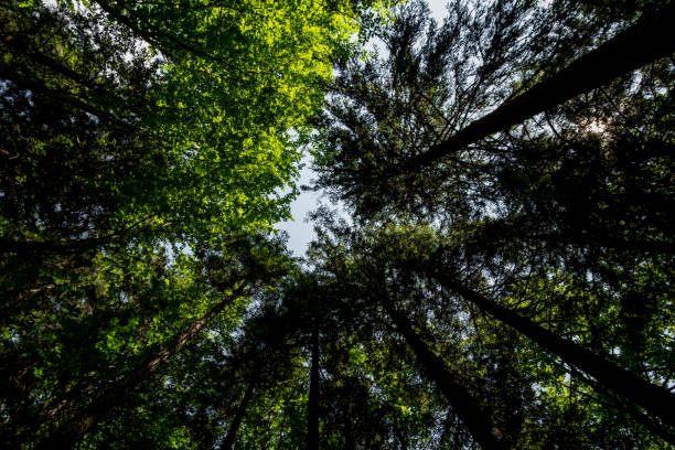 istock Tree Canopies and Leaves 2162574994