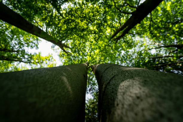 View up in a big oak in the autumn sunlight