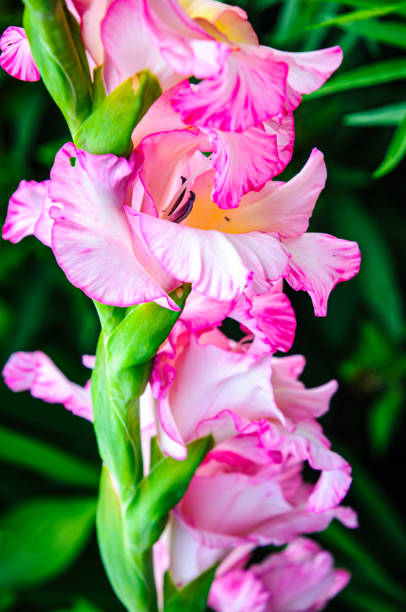 Close up of a pink stalk of gladiolus flower in full bloom against a green background in a Cape Cod garden on a warm July morning.