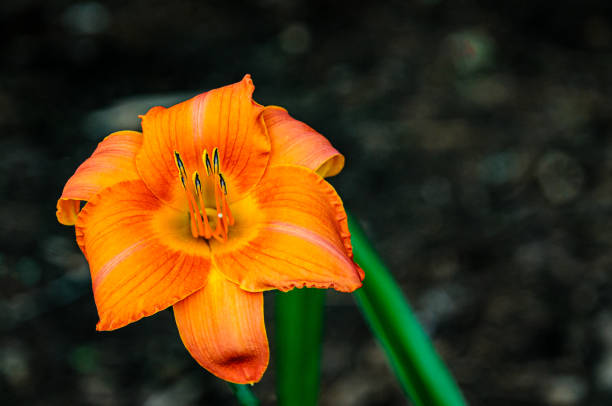 Yellow pollen clings to the stamen of an orange hybrid day lily blooming against a dark background in a Cape Cod garden