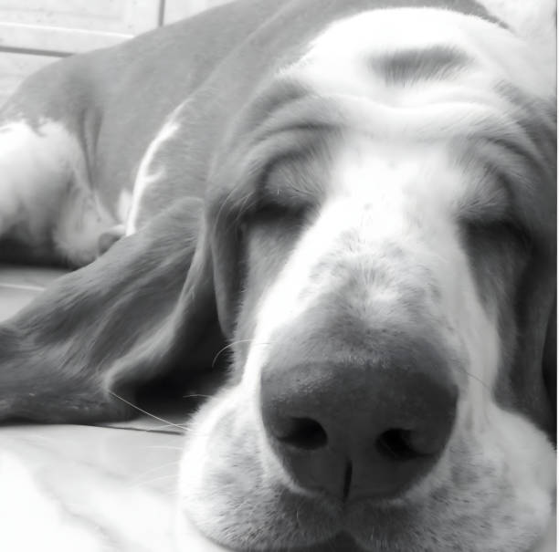 Face detection technology for dog basset hound with screen detection line and cute color image background.