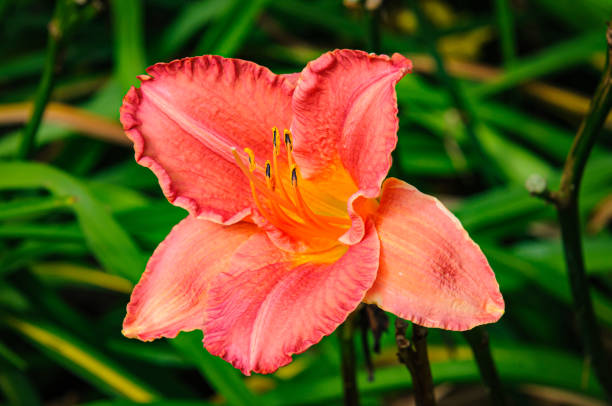 istock Pollen on an Peach Colored Day Lily 2162575872