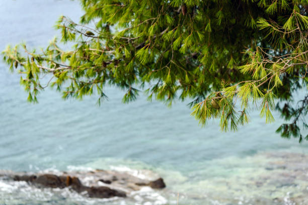 Green and blue - summer in Greece wallpaper.