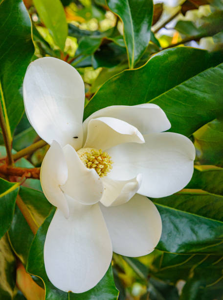 istock Southern Magnolia Blossom 2162576578