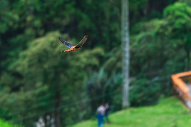 An American Kestrel perched on a branch in a lush forest, surrounded by dense foliage and greenery