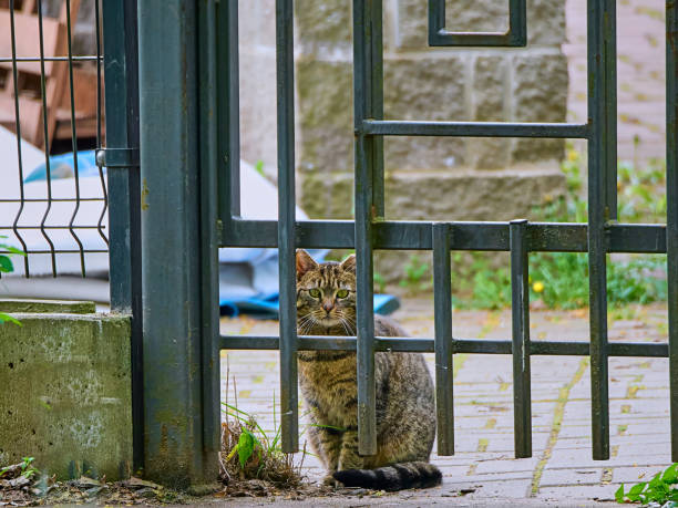 istock cat on the street 2162577706