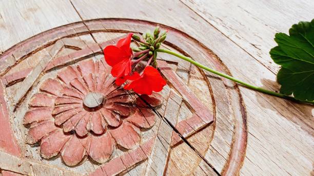 red geranium flower on old wooden table