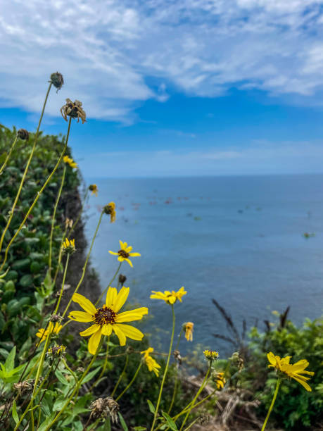 istock La Jolla San Diego 2162577899