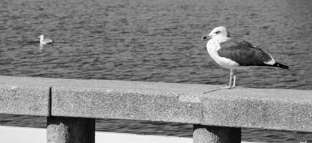 istock Seagulls perched on stone wall in Ferragudo town 2162578268