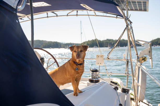 istock Dog stands on sailboat prow 2162578468
