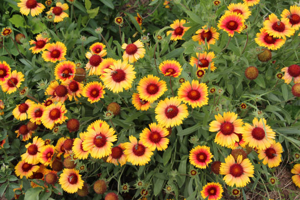 istock Haillardia is blooming in the garden 2162578522