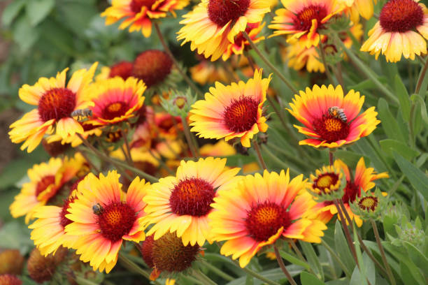istock Haillardia is blooming in the garden 2162578524