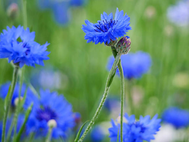 istock Close-up cornflowers with bokeh 2162578823