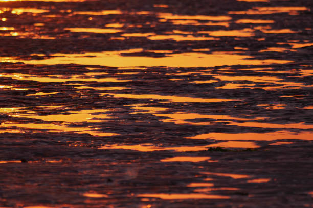 Abendlicht spiegelt sich in den Pfützen im Wattenmeer