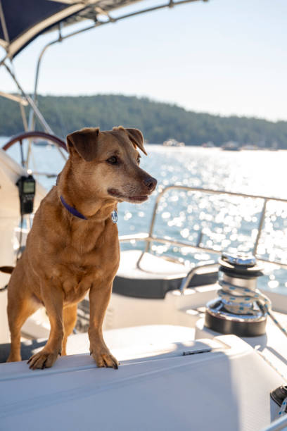 istock Dog stands on sailboat prow 2162578885