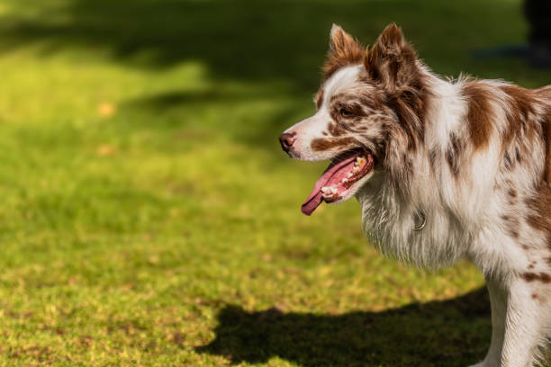 Border Collie dog cheerful