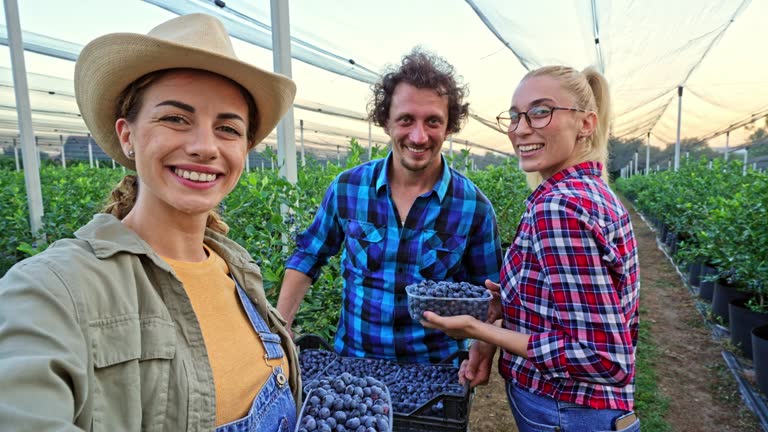 Young Farmers Taking Selfies While Picking Blueberries In A Greenhouse