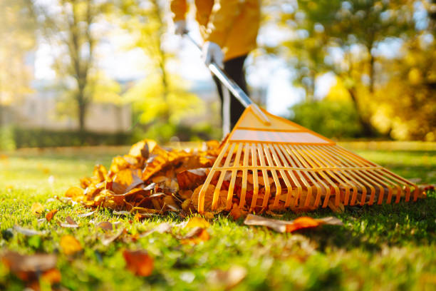 istock Cleaning up autumn fallen leaves. 2162582236