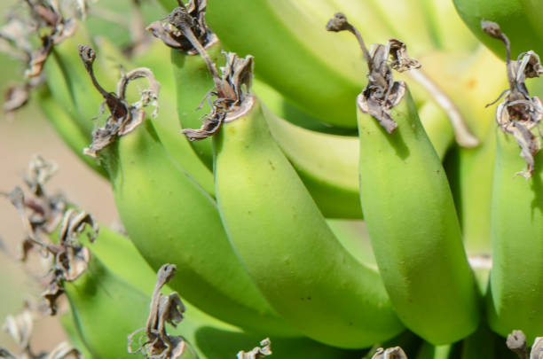 Dwarf Cavendish bananas from the Canary Islands banana leaves banana flower