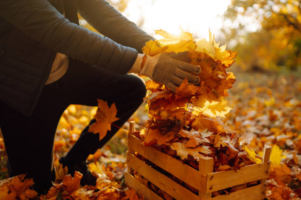 istock Man puts the fallen yellow leaves. 2162584441