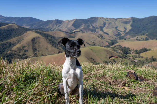 beautiful spring portrait of adorable Black Brazilian Terrier dog high in the mantiqueira mountains beautiful spring portrait of adorable Black Brazilian Terrier dog high in the mantiqueira mountains brazillian terriers stock pictures, royalty-free photos & images