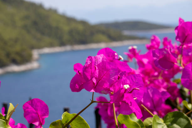summer at sea on the Greek coast of Skopelos island