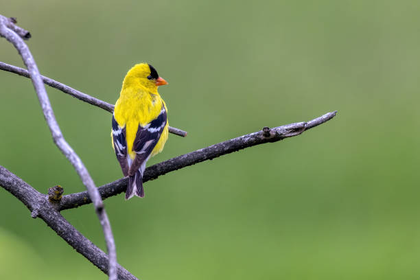 istock American Goldfinch perched on the tree branch 2162585592