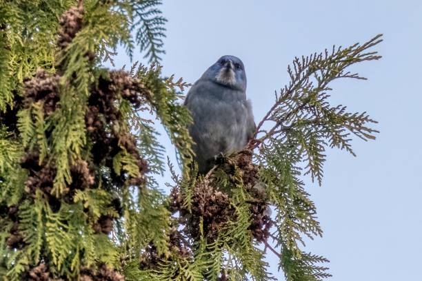 istock pinyon jay perched on a tree branch, West Vancouver, BC, Canada 2162585628