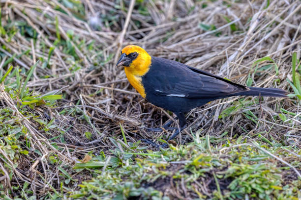istock yellow headed blackbird, Burnaby, BC, Canada 2162585663