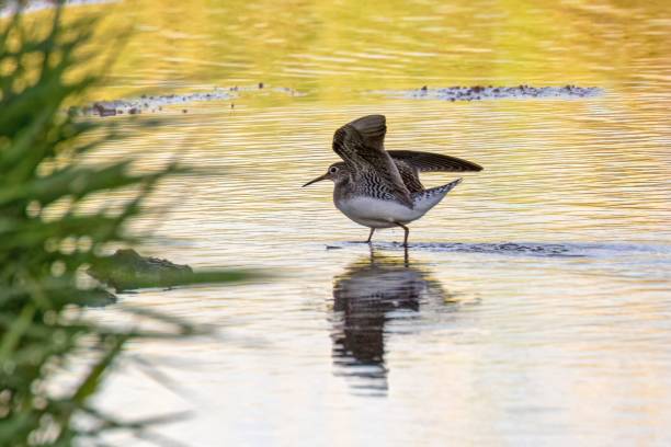 istock Solitary Sandpiper, Richmond, BC, Canada 2162585674
