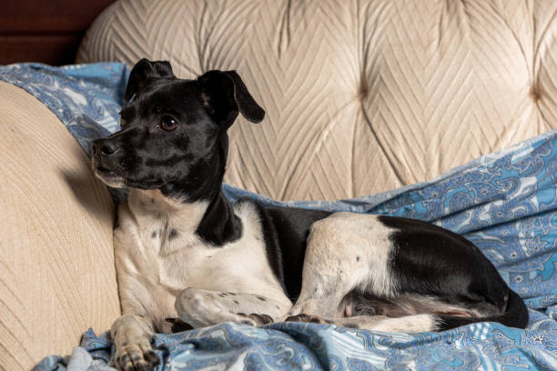 beautiful portrait of adorable Black Brazilian Terrier dog lying on a sofa beautiful portrait of adorable Black Brazilian Terrier dog lying on a sofa brazillian terriers stock pictures, royalty-free photos & images