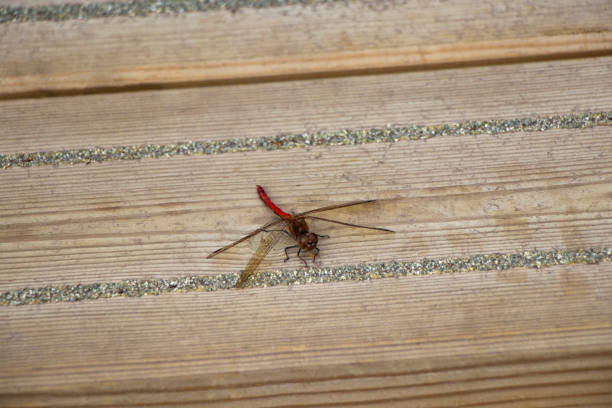a beautiful blood red dragonfly on a jetty in Rømø Denmark