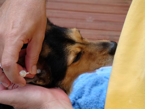 istock A nice dog with a man cleaning its ear 2162587901