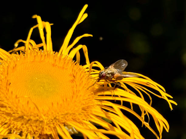 A housefly on a yellow flower, basking in the sun.