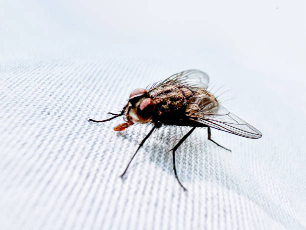 A housefly sitting on a white cloth.