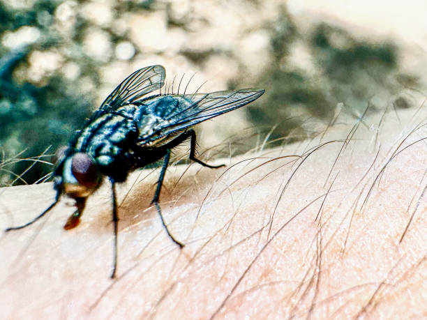 A fly on a human arm.