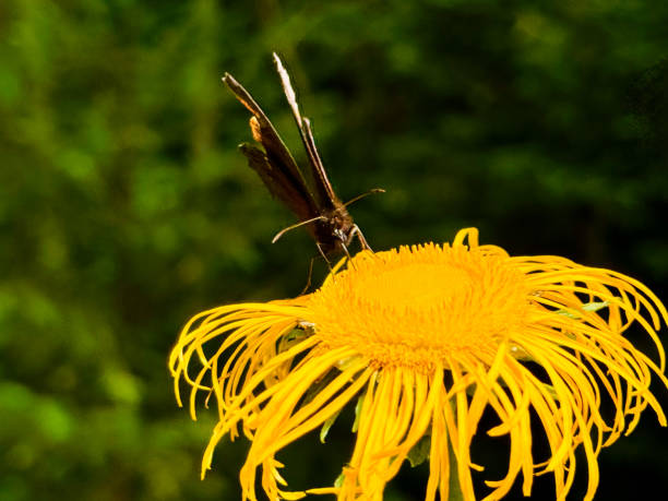 An Erebia ligea butterfly resting on a yellow flower.