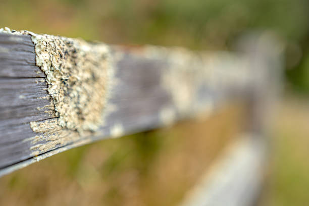 Rustic wooden fenceposts and bridge on a pathway of coastal flowers.
