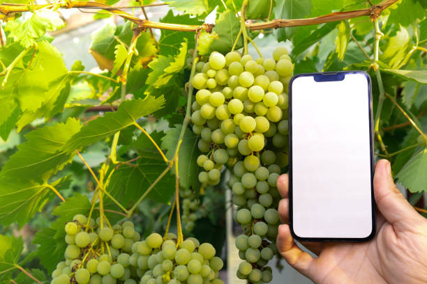 istock Artificial intelligent management system in farm. Smart gardening at home. Empty white screen mobile phone sample. Futuristic ai technologies in farming 2162590598