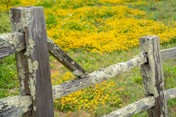 Rustic wooden fenceposts and bridge on a pathway of coastal flowers.