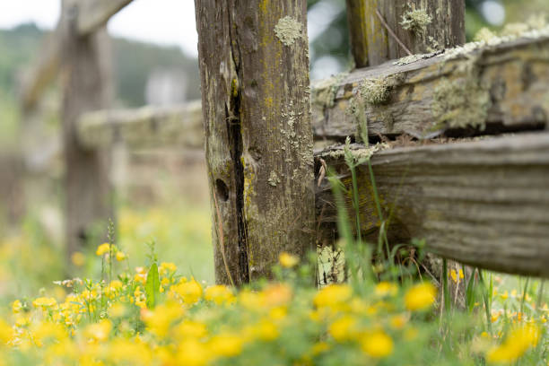 Rustic wooden fenceposts and bridge on a pathway of coastal flowers.