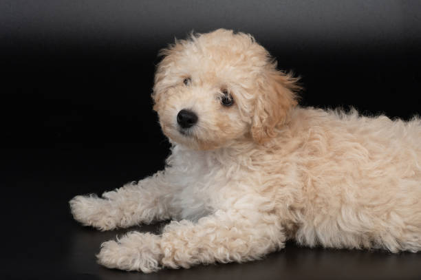 istock Cute poodle puppy dog 2162591946