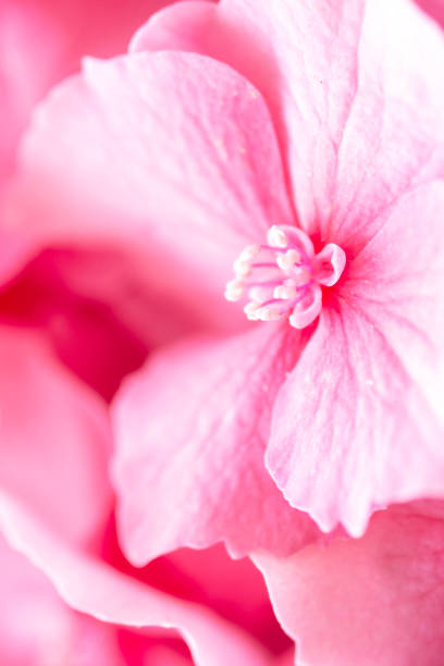 Macro close up of pink hydrangea macrophylla plant selective focus.