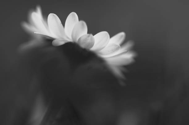 istock Whispers of a Daisy 2162594768