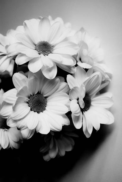 istock Bouquet of daisies 2162594774