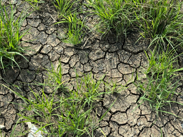 istock green grass with crack soil 2162596634