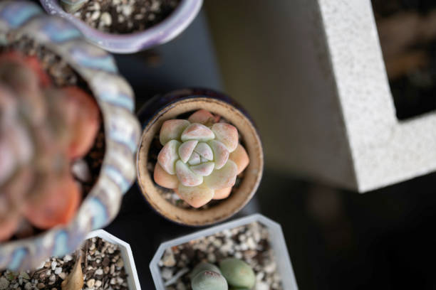A close-up top view of various colorful succulent plants in decorative pots, showcasing their unique shapes and textures.