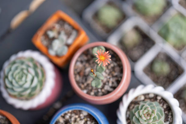 A collection of colorful potted succulents, featuring a blooming flower in the center, adds vibrancy to the arrangement.